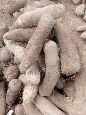 100 Tubers of Benue Yams