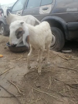 5 Months Old Male Great Yankasa Lamb