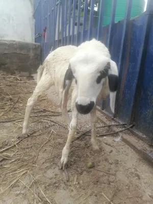 5 Months Old Great Yankasa Female Lamb