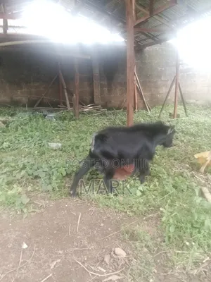 A Healthy Male Goat