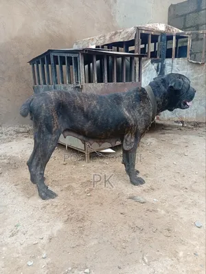1+ year Female Purebred Cane Corso