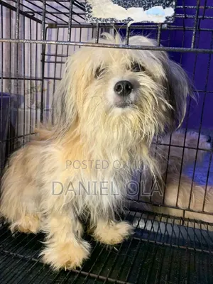 1+ year Male Purebred Lhasa Apso