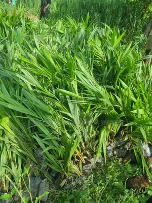 Tenera Oilpalm Seedlings