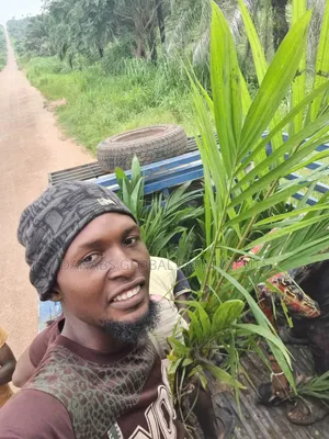 Tenera Oilpalm Seedlings