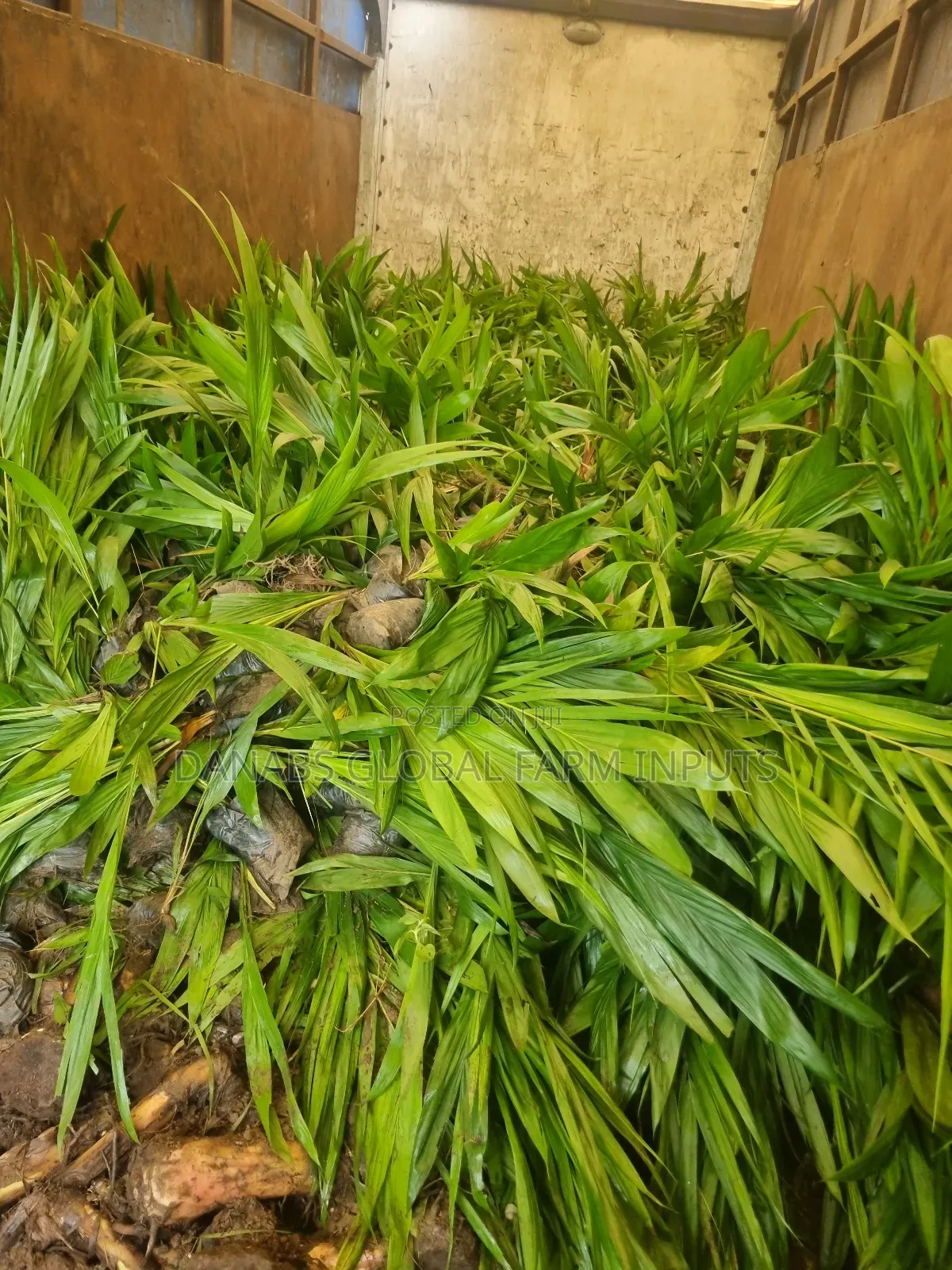 Tenera Oilpalm Seedlings