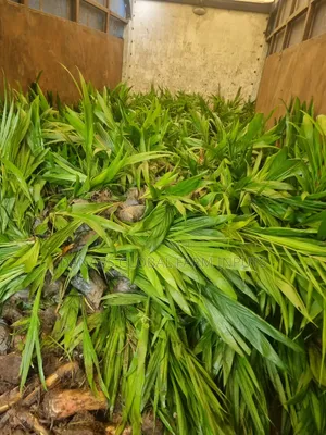 Tenera Oilpalm Seedlings