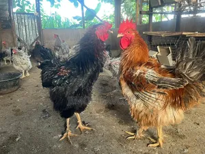 Frizzle Chicken (Adult Males)