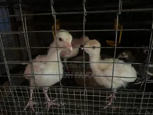 Turkey Poults for Sale