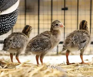 Guinea Fowl Keets Available