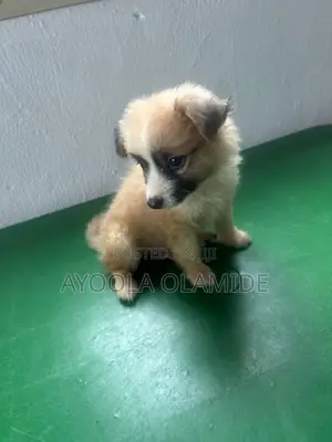 1-3 months Male Purebred American Eskimo