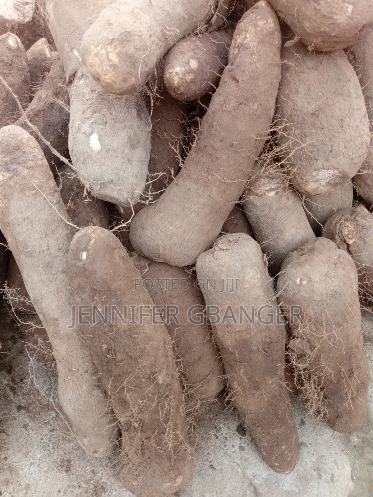 Benue Yams