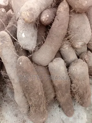 Benue Yams