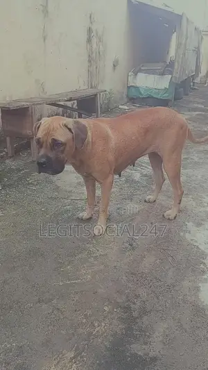 3-6 months Female Mixed Breed Boerboel