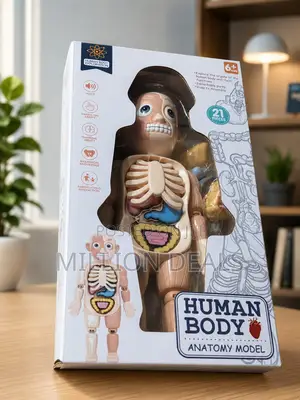 Human Body Anatomy Model Kids Toy Ages 6+