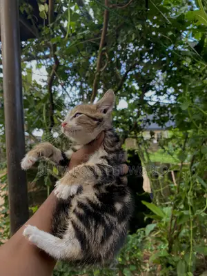 1-3 months Male Purebred American Shorthair