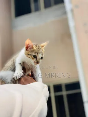 1-3 months Female Purebred American Shorthair