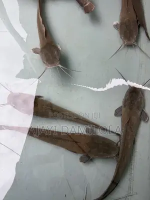 Live Catfish