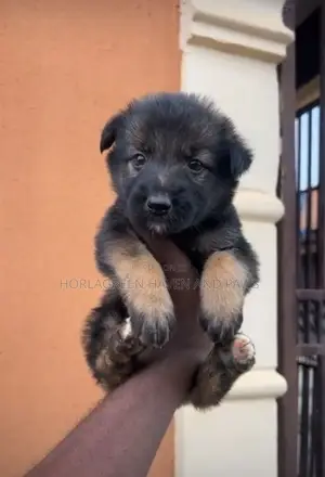 1-3 months Female Purebred German Shepherd