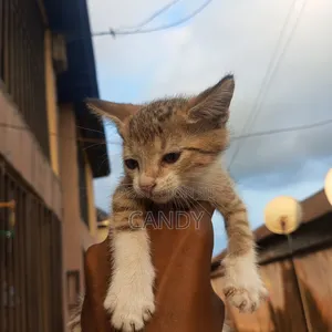 1-3 months Male Purebred American Shorthair