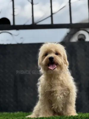 3-6 months Male Purebred Lhasa Apso