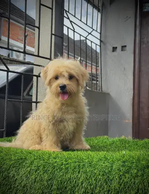 3-6 months Male Purebred Lhasa Apso