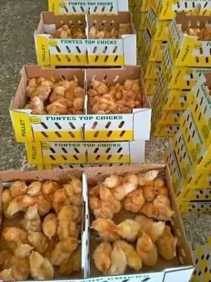 Day Old Chicks