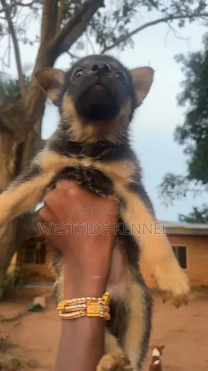 1-3 months Female Purebred German Shepherd