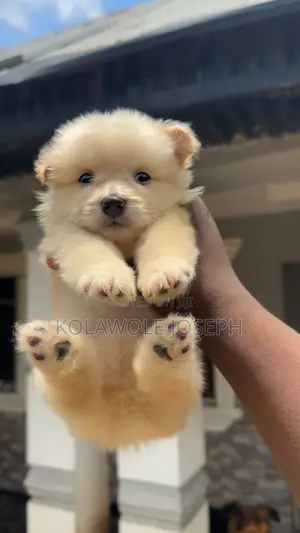 1-3 months Male Purebred American Eskimo