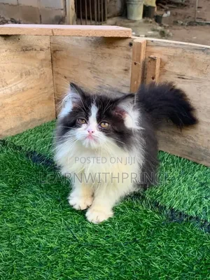 1-3 months Male Purebred Persian