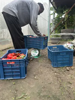 Bell Pepper