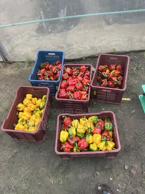 Bell Pepper