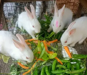 3-Month-Old Rabbits for Sale – ₦5,500 Each