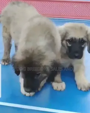 1-3 months Female Purebred Caucasian Shepherd