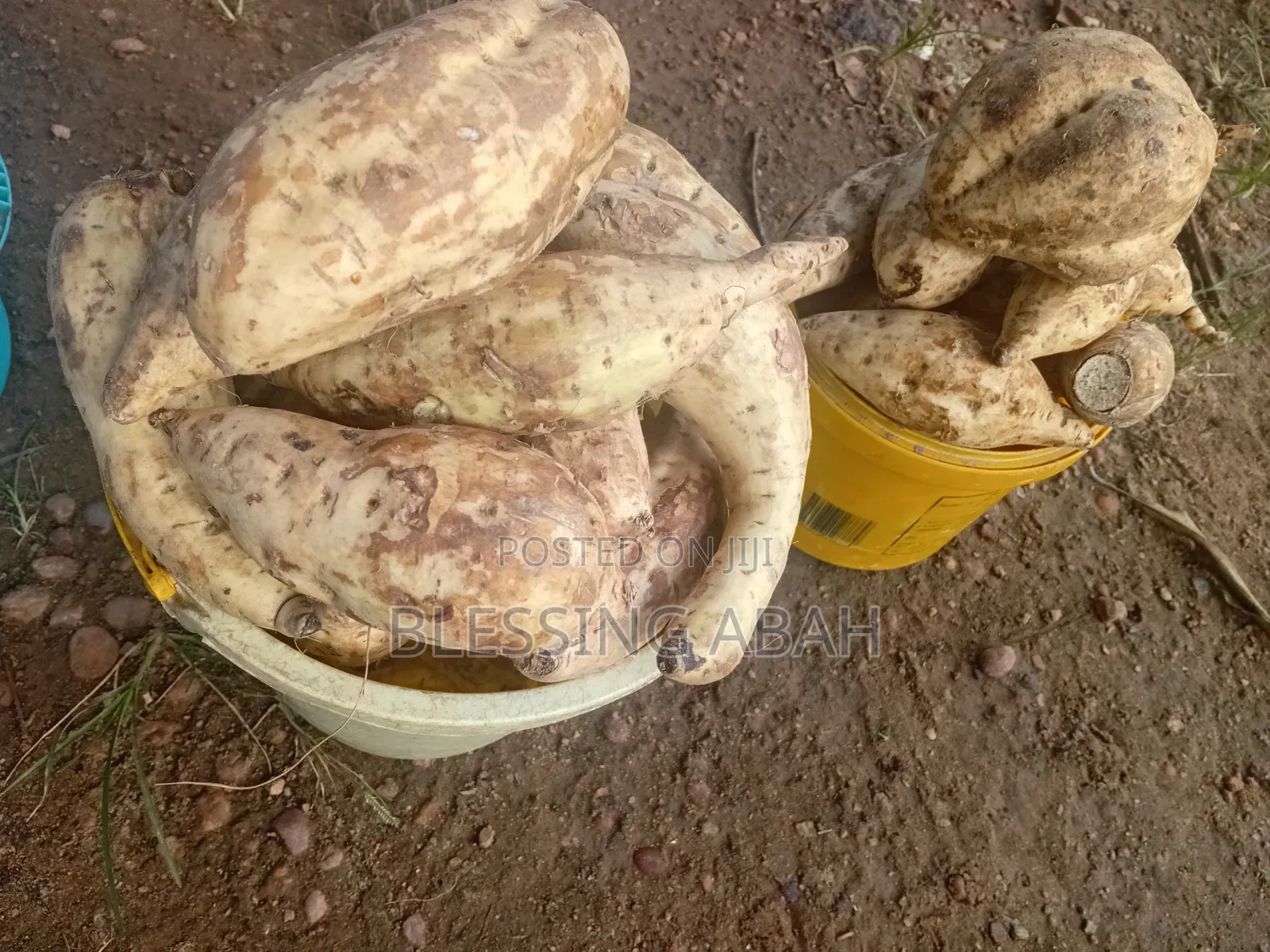 Yam Potatoes