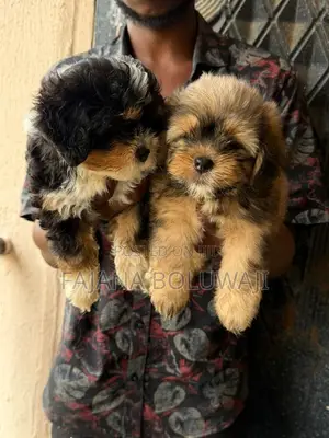 1-3 months Male Purebred Lhasa Apso