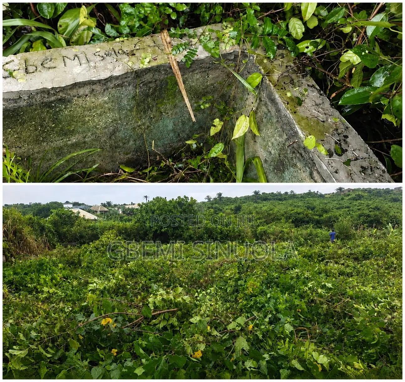 Half Plot of Land