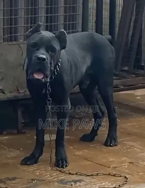 1+ year Male Purebred Cane Corso