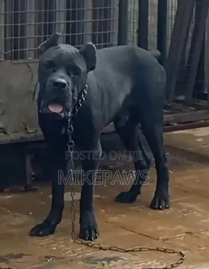 1+ year Male Purebred Cane Corso