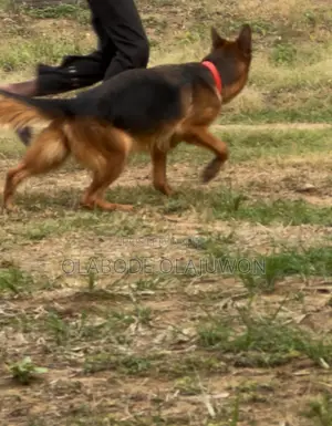 1+ year Female Purebred German Shepherd