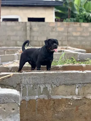 1+ year Male Purebred Rottweiler