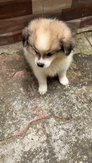 1-3 months Male Purebred Lhasa Apso
