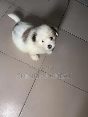 1-3 months Male Purebred Lhasa Apso