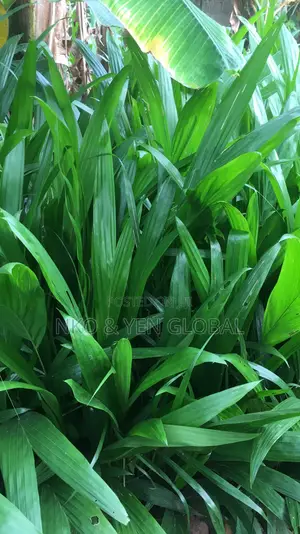 Tenera Oil Palm Nursery