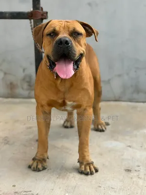 1+ year Male Purebred Boerboel