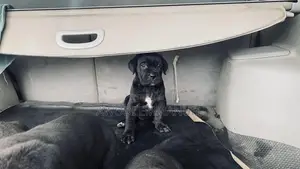 1-3 months Male Purebred Cane Corso
