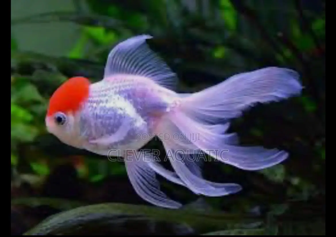 Red Cap Oranda