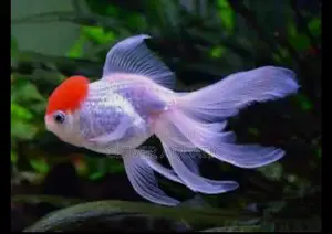 Red Cap Oranda