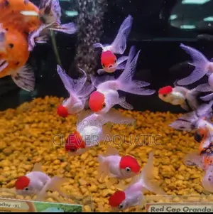 Red Cap Oranda