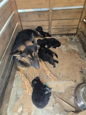 0-1 month Female Purebred German Shepherd