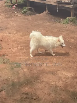 6-12 months Female Purebred American Eskimo